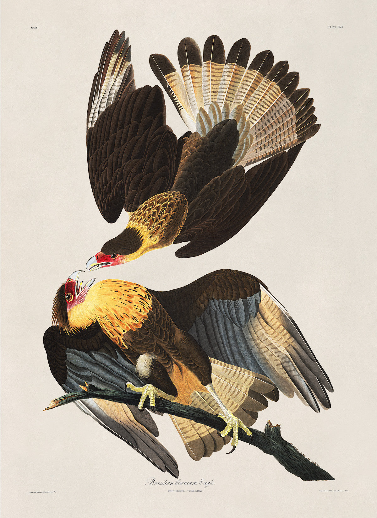 Crested Caracara Bird Print, Vintage Style Audubon Birds Of America Illustration, AOB161