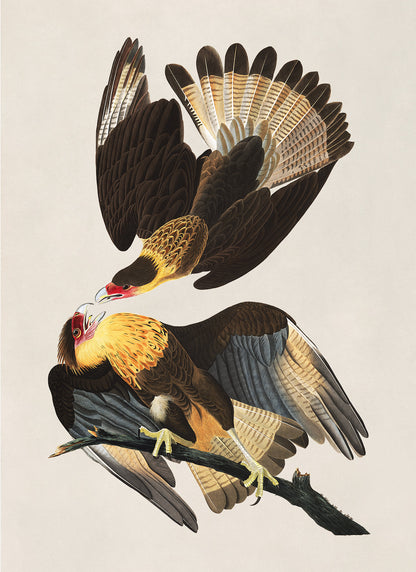 Crested Caracara Bird Print, Vintage Style Audubon Birds Of America Illustration, AOB161