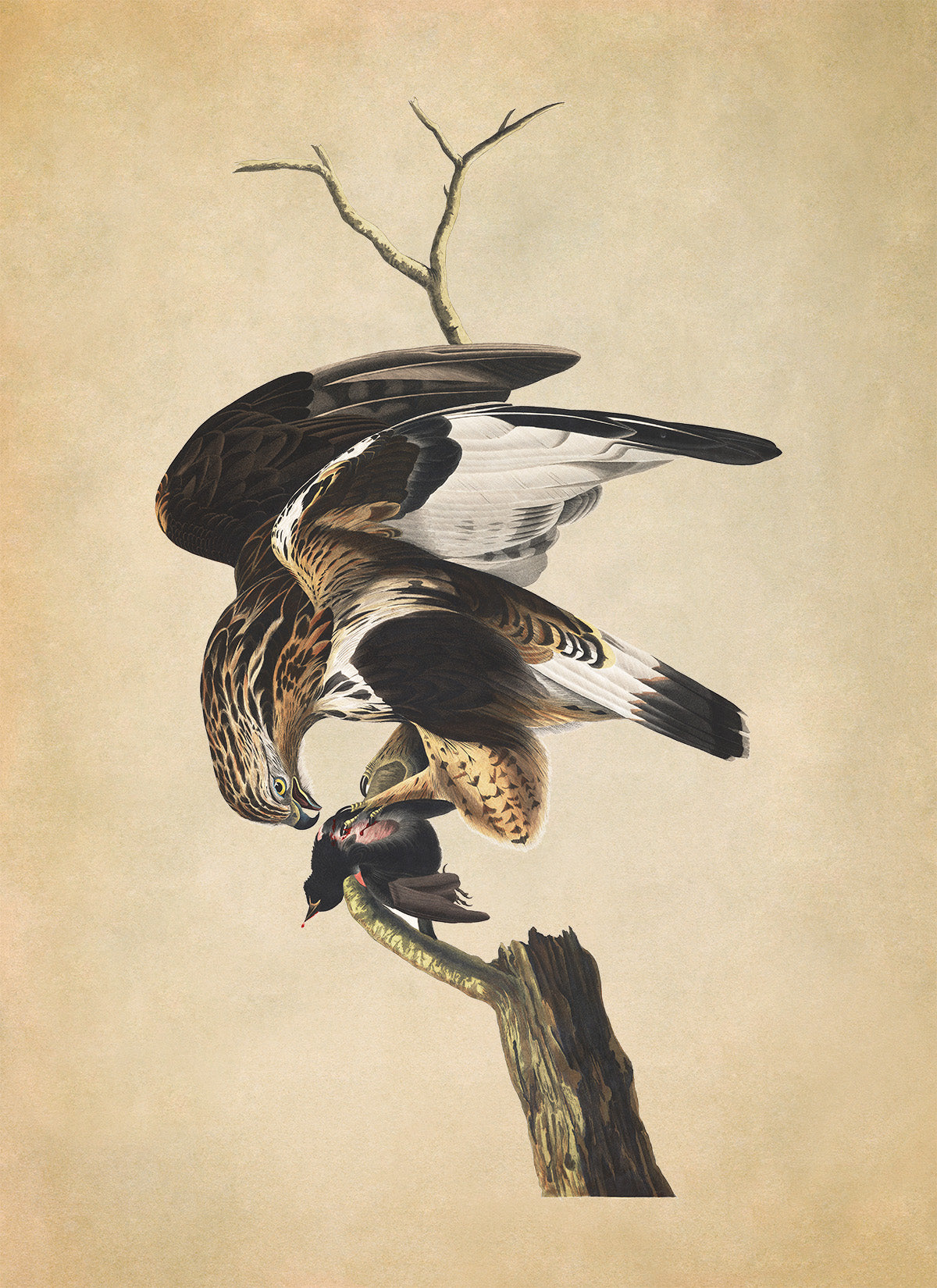 Rough Legged Hawk Print, Vintage Style Audubon Birds Of America Illustration, AOB164