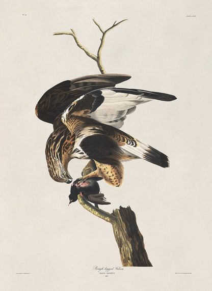 Rough Legged Hawk Print, Vintage Style Audubon Birds Of America Illustration, AOB164