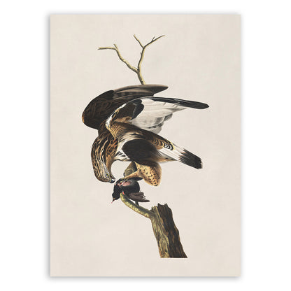 Rough Legged Hawk Print, Vintage Style Audubon Birds Of America Illustration, AOB164