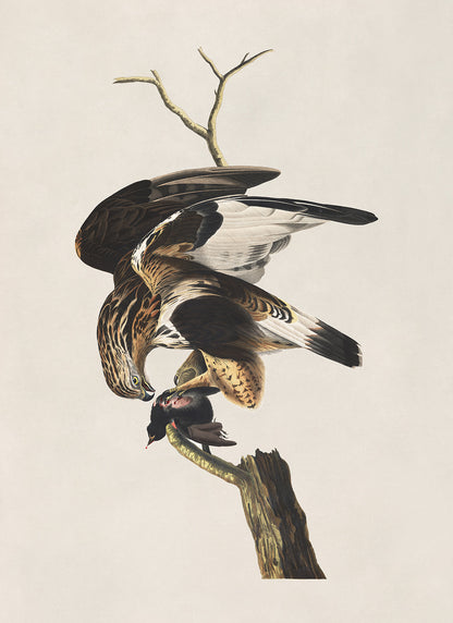 Rough Legged Hawk Print, Vintage Style Audubon Birds Of America Illustration, AOB164