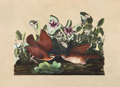 Key West Quail Dove Bird Print, Vintage Style Audubon Birds Of America Illustration, AOB165