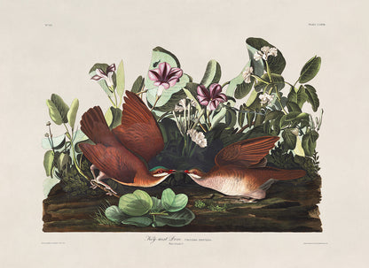 Key West Quail Dove Bird Print, Vintage Style Audubon Birds Of America Illustration, AOB165