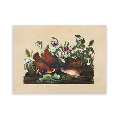 Key West Quail Dove Bird Print, Vintage Style Audubon Birds Of America Illustration, AOB165