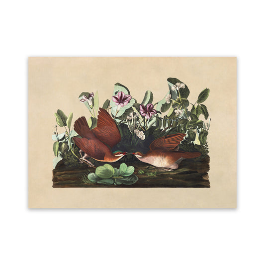 Key West Quail Dove Bird Print, Vintage Style Audubon Birds Of America Illustration, AOB165