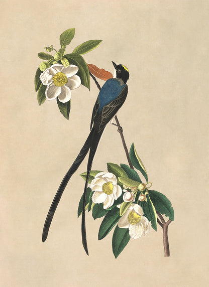 Fork Tailed Flycatcher Bird Print, Vintage Style Audubon Birds Of America Illustration, AOB166