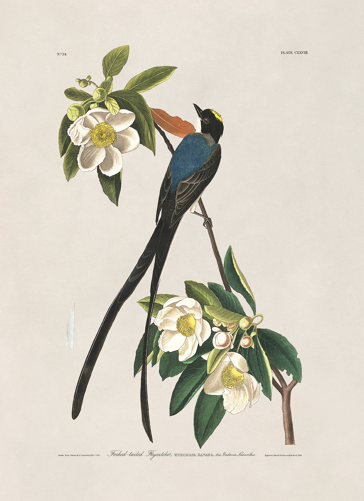 Fork Tailed Flycatcher Bird Print, Vintage Style Audubon Birds Of America Illustration, AOB166