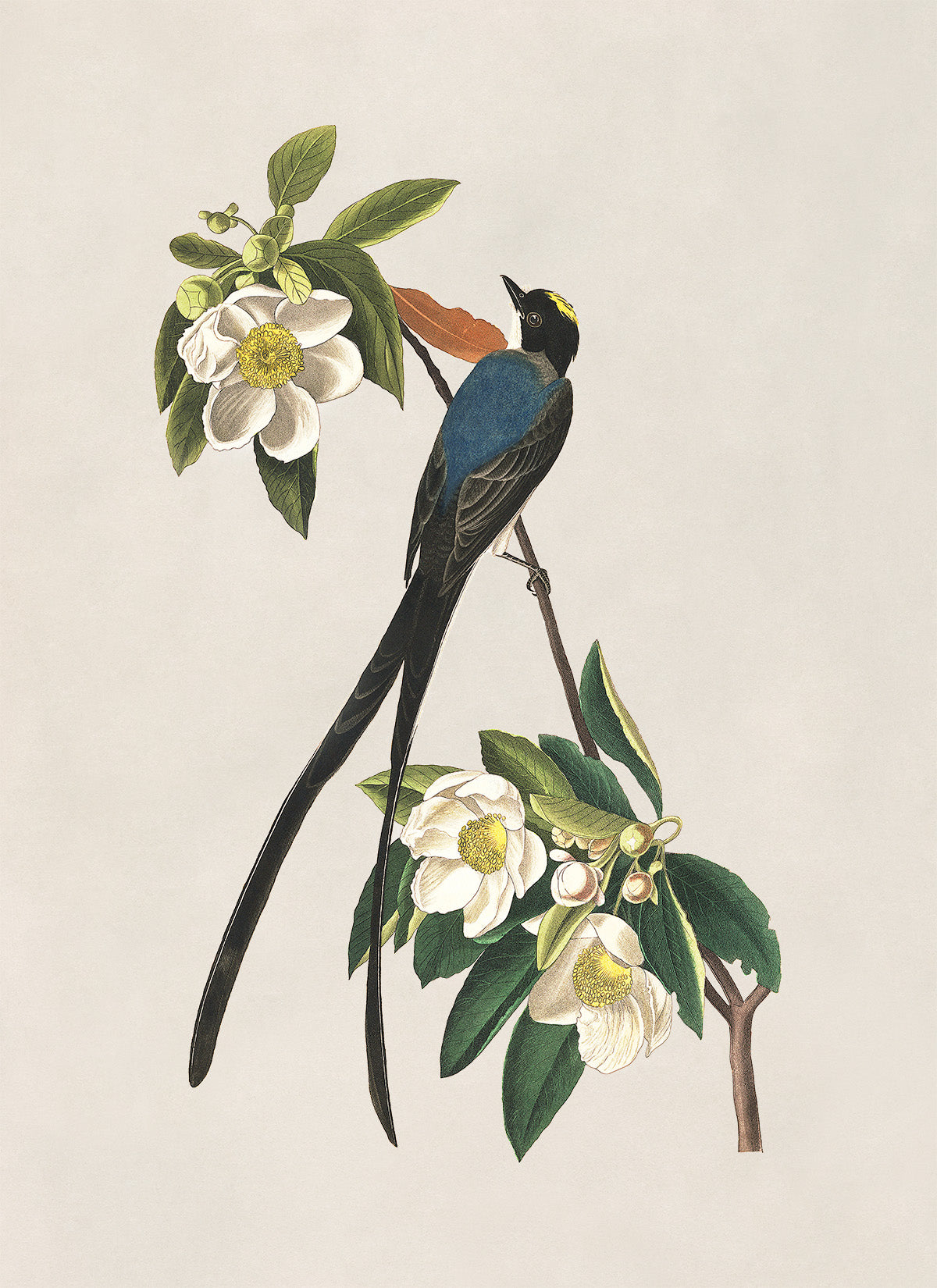 Fork Tailed Flycatcher Bird Print, Vintage Style Audubon Birds Of America Illustration, AOB166