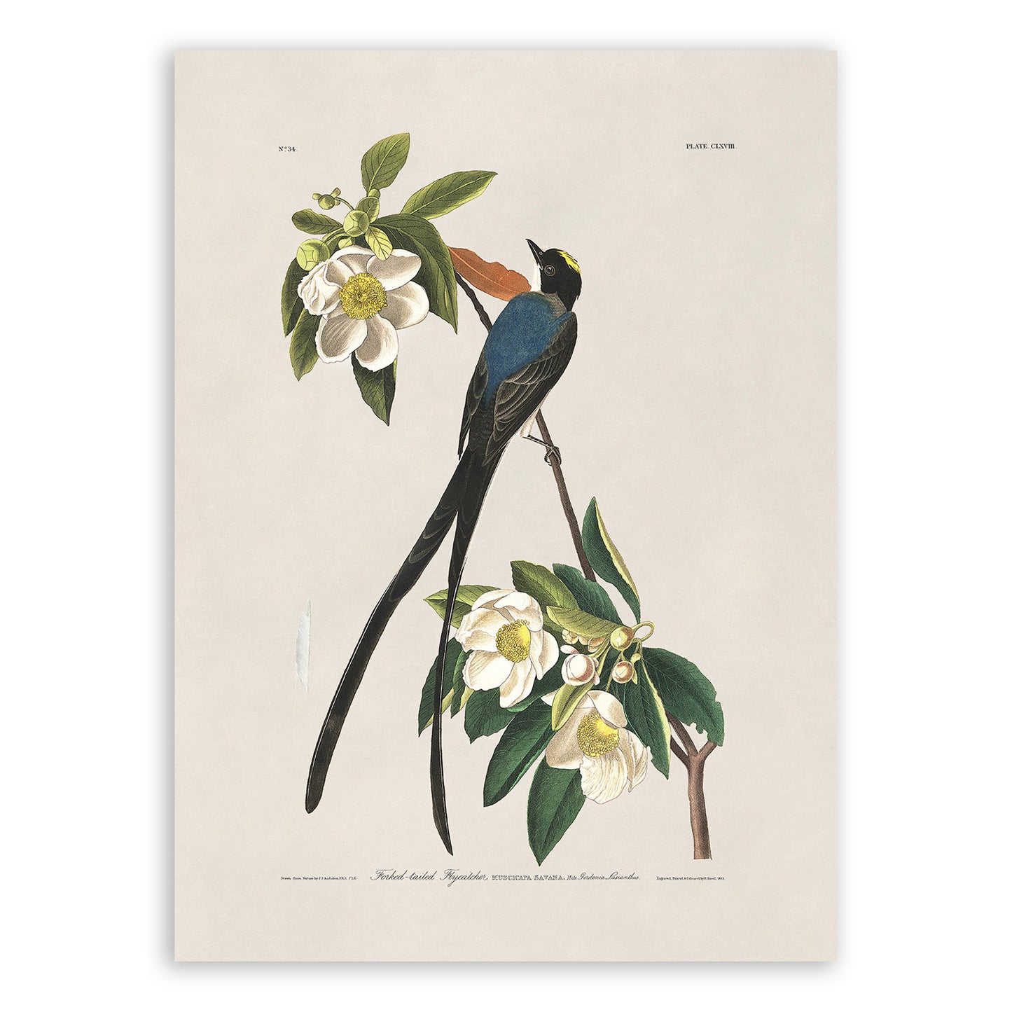 Fork Tailed Flycatcher Bird Print, Vintage Style Audubon Birds Of America Illustration, AOB166