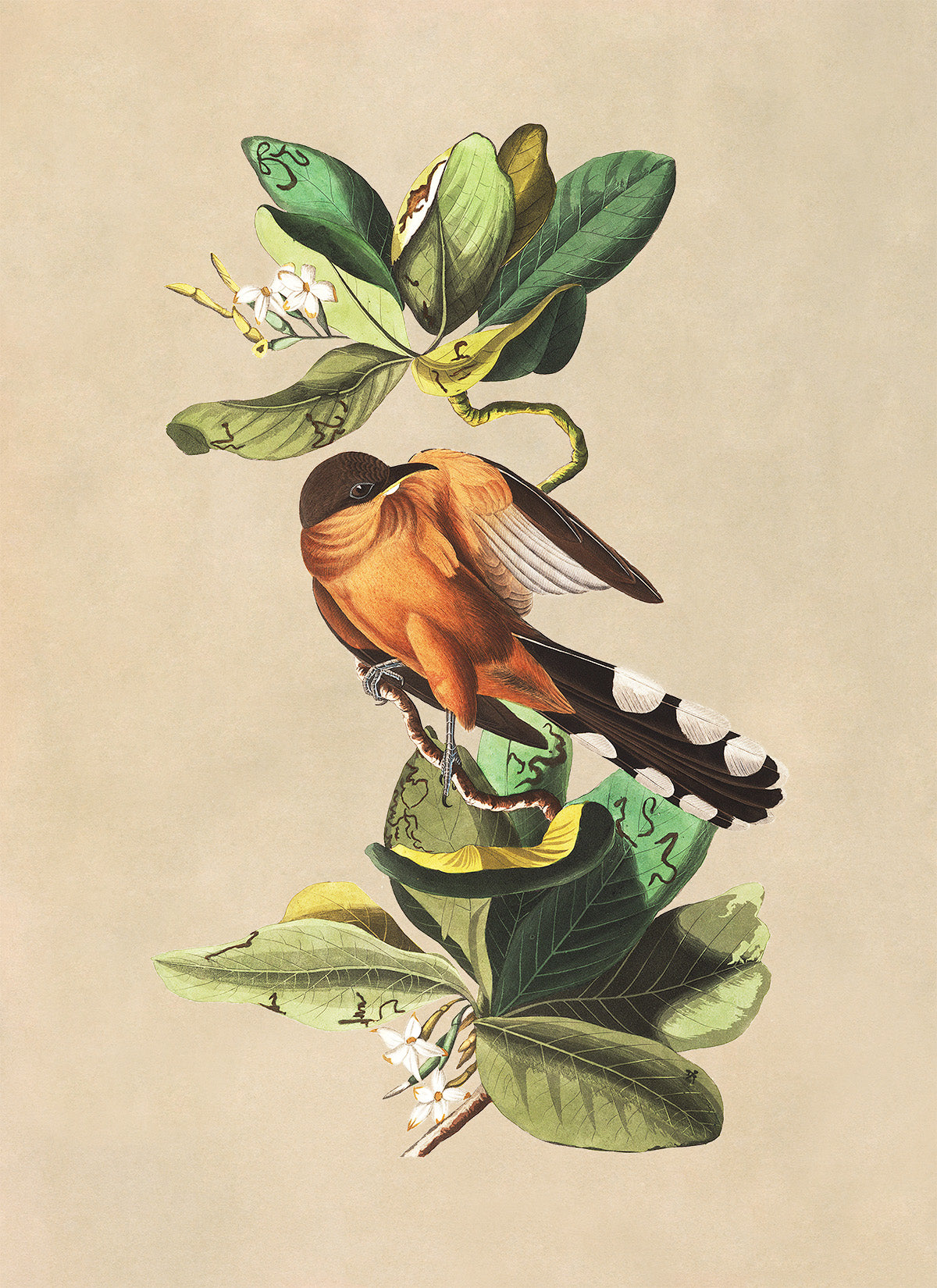 Mangrove Cuckoo Bird Print, Vintage Style Audubon Birds Of America Illustration, AOB167