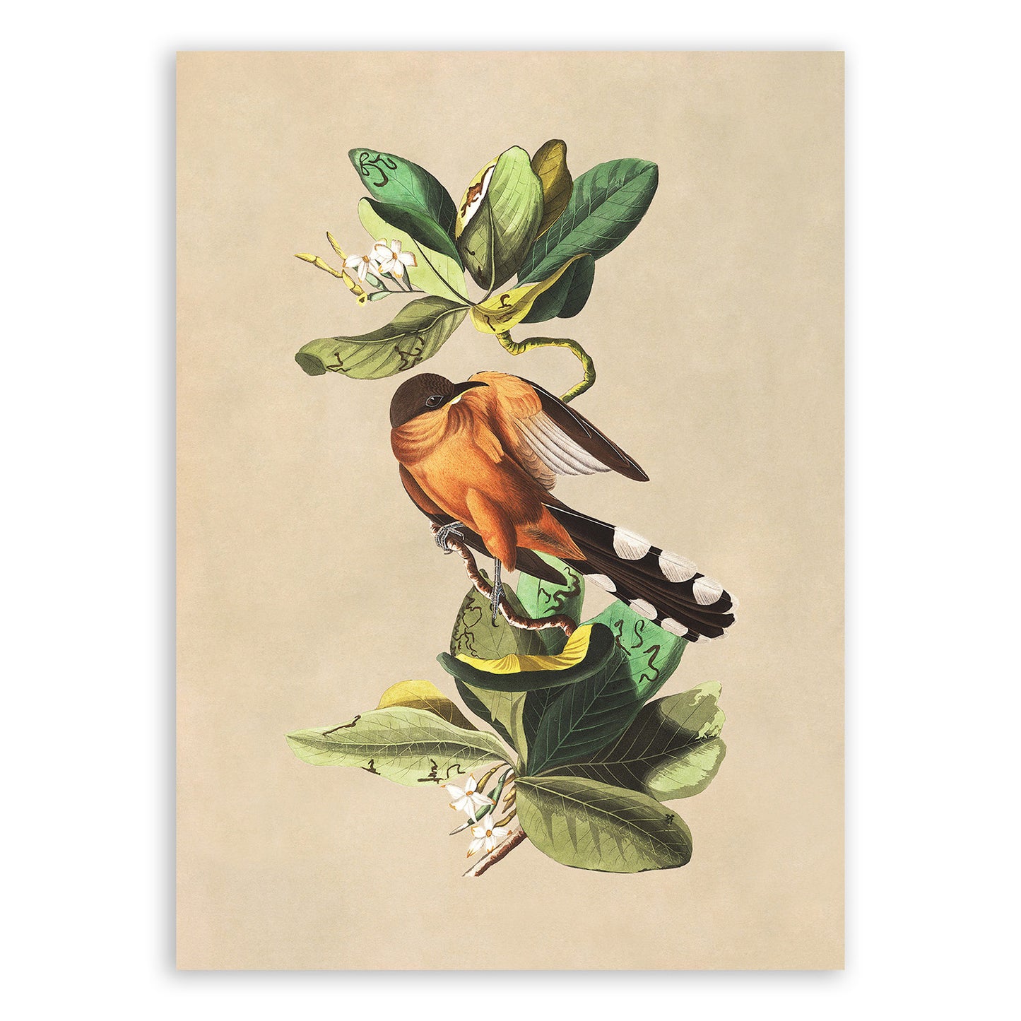 Mangrove Cuckoo Bird Print, Vintage Style Audubon Birds Of America Illustration, AOB167