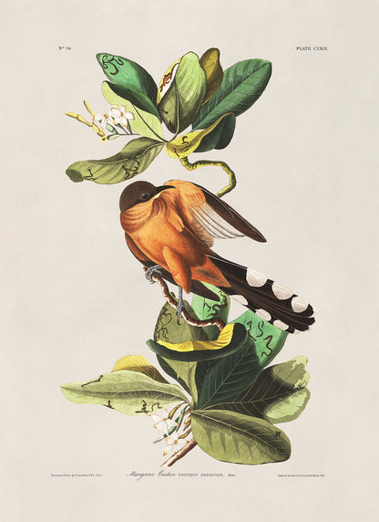 Mangrove Cuckoo Bird Print, Vintage Style Audubon Birds Of America Illustration, AOB167