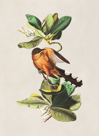 Mangrove Cuckoo Bird Print, Vintage Style Audubon Birds Of America Illustration, AOB167