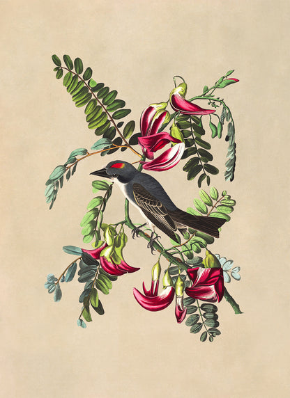 Gray Kingbird Print, Vintage Style Audubon Birds Of America Illustration, AOB168