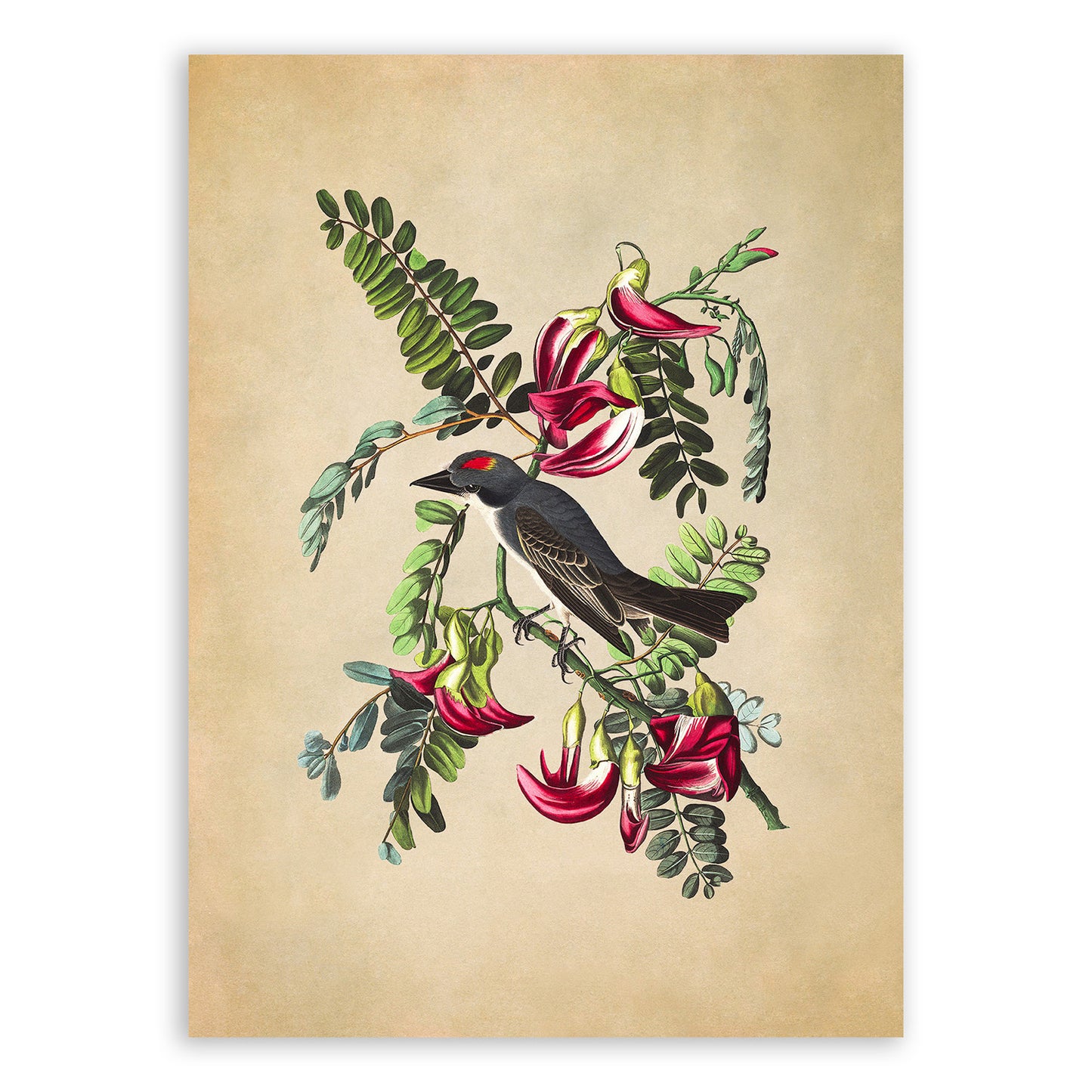 Gray Kingbird Print, Vintage Style Audubon Birds Of America Illustration, AOB168