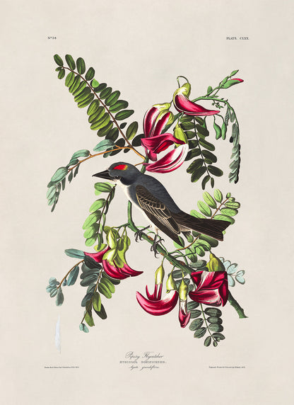 Gray Kingbird Print, Vintage Style Audubon Birds Of America Illustration, AOB168