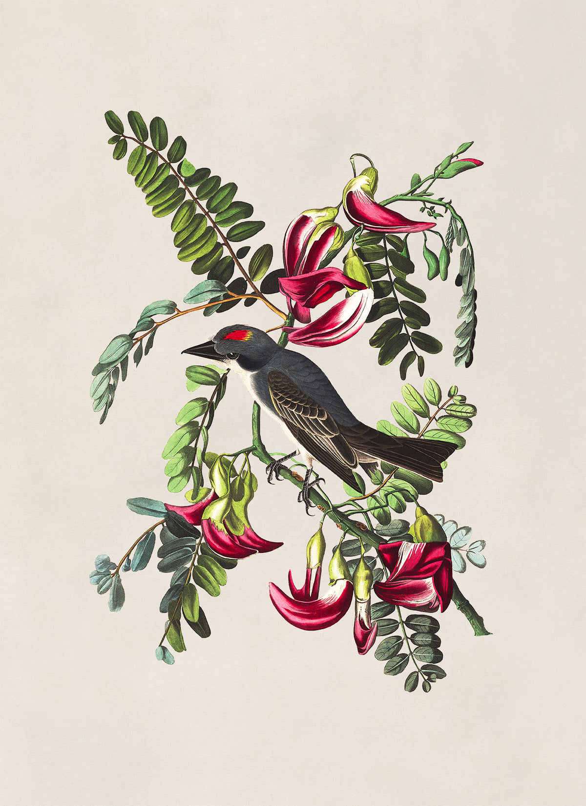 Gray Kingbird Print, Vintage Style Audubon Birds Of America Illustration, AOB168