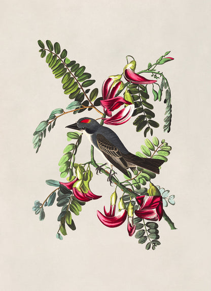 Gray Kingbird Print, Vintage Style Audubon Birds Of America Illustration, AOB168