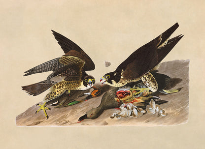 Peregrine Falcon Bird Print, Vintage Style Audubon Birds Of America Illustration, AOB16