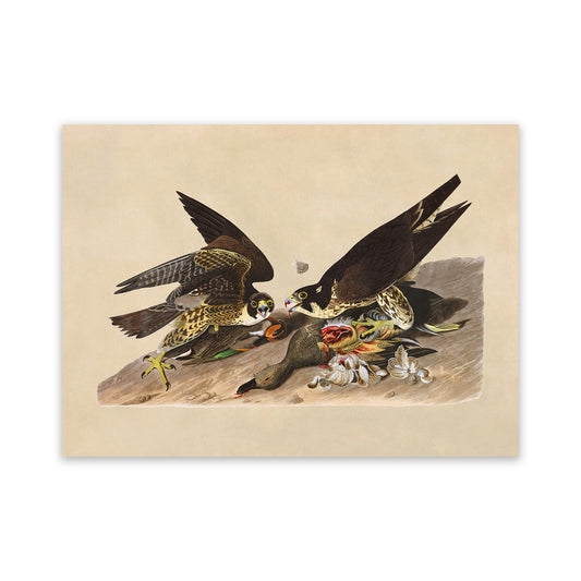 Peregrine Falcon Bird Print, Vintage Style Audubon Birds Of America Illustration, AOB16