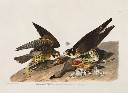 Peregrine Falcon Bird Print, Vintage Style Audubon Birds Of America Illustration, AOB16