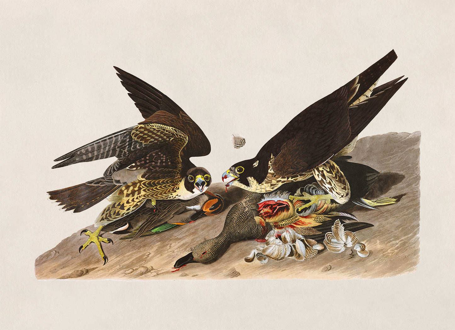 Peregrine Falcon Bird Print, Vintage Style Audubon Birds Of America Illustration, AOB16