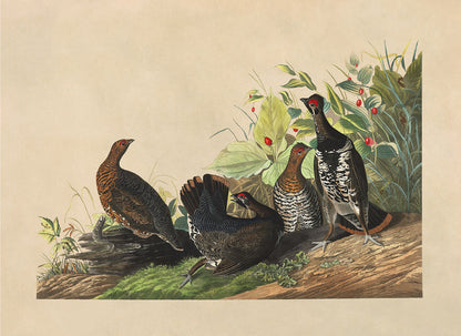 Spruce Grouse Bird Print, Vintage Style Audubon Birds Of America Illustration, AOB170