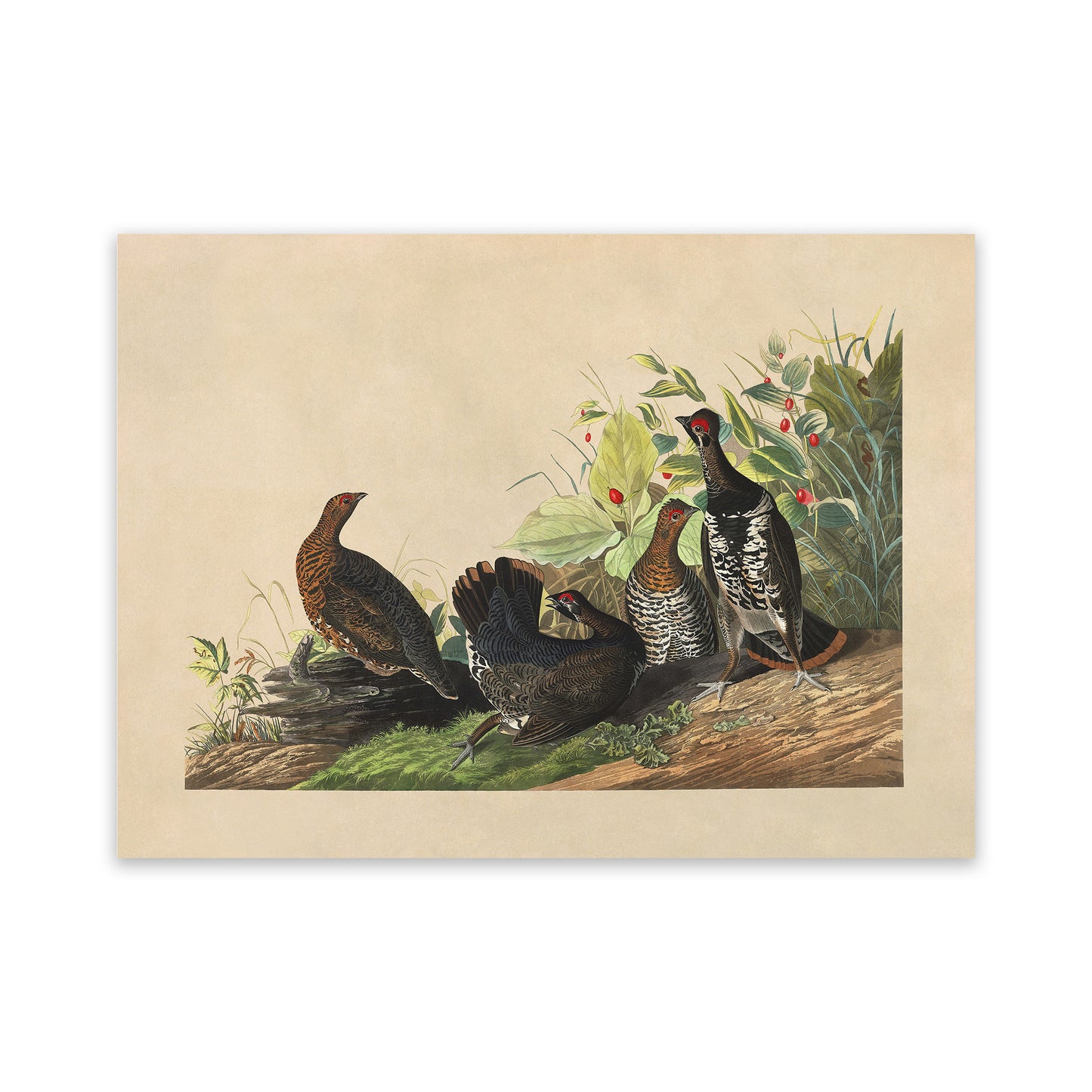 Spruce Grouse Bird Print, Vintage Style Audubon Birds Of America Illustration, AOB170