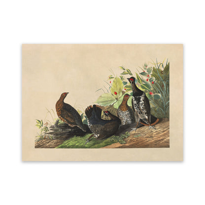 Spruce Grouse Bird Print, Vintage Style Audubon Birds Of America Illustration, AOB170