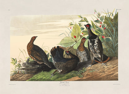 Spruce Grouse Bird Print, Vintage Style Audubon Birds Of America Illustration, AOB170