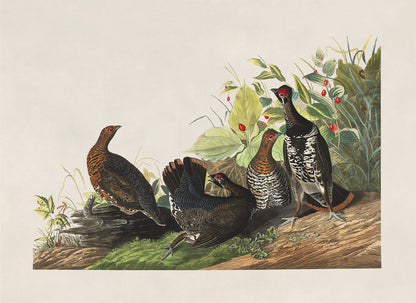 Spruce Grouse Bird Print, Vintage Style Audubon Birds Of America Illustration, AOB170