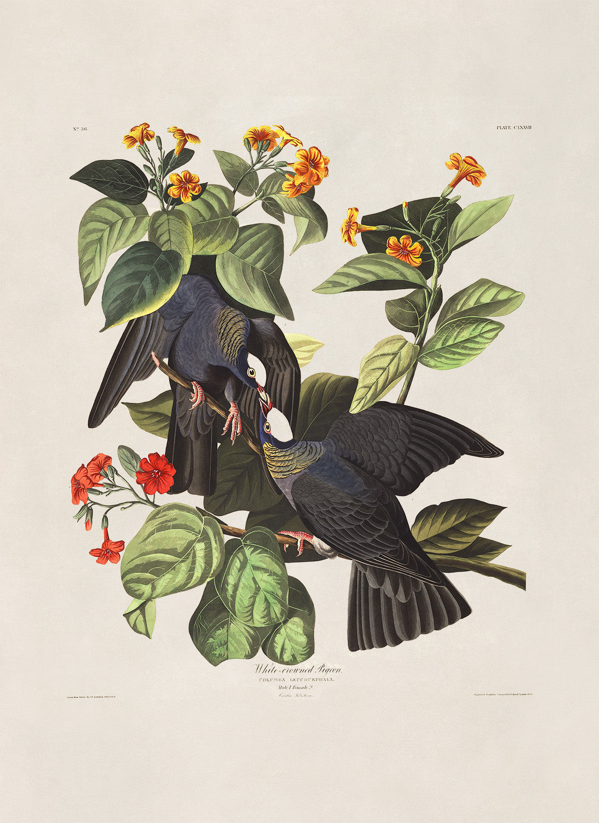 White Crowned Pigeon Bird Print, Vintage Style Audubon Birds Of America Illustration, AOB171