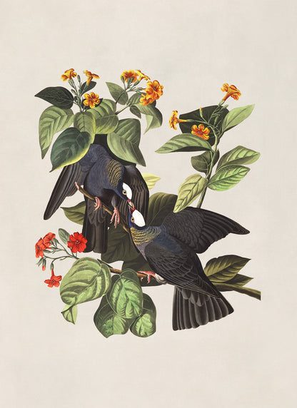 White Crowned Pigeon Bird Print, Vintage Style Audubon Birds Of America Illustration, AOB171