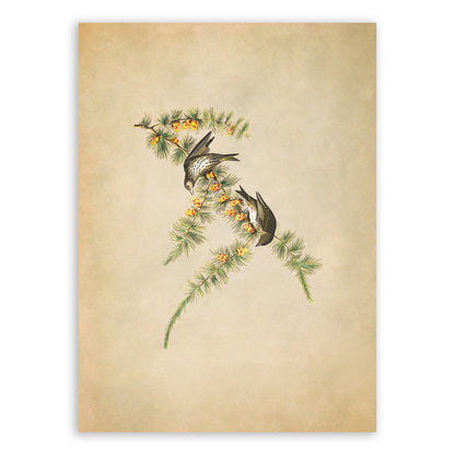 Pine Siskin Bird Print, Vintage Style Audubon Birds Of America Illustration, AOB173