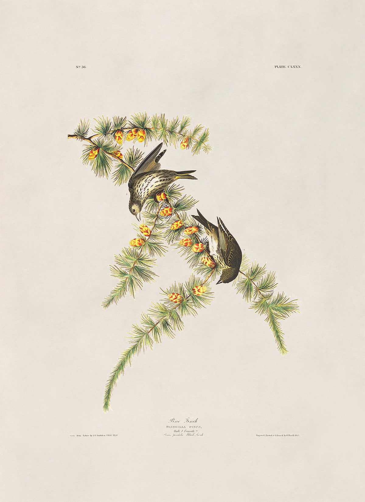 Pine Siskin Bird Print, Vintage Style Audubon Birds Of America Illustration, AOB173