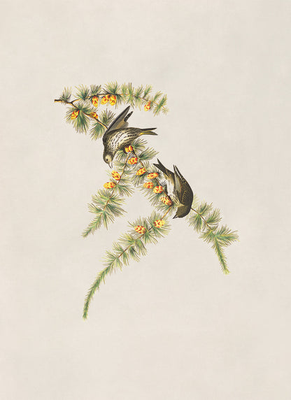 Pine Siskin Bird Print, Vintage Style Audubon Birds Of America Illustration, AOB173