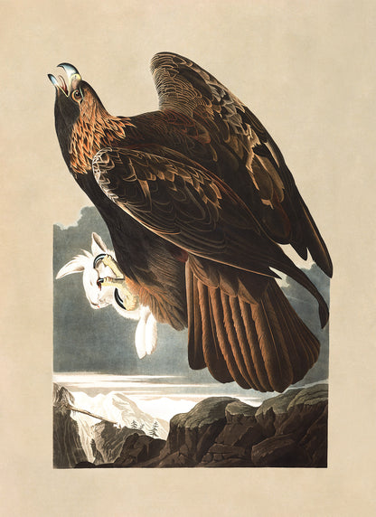 Golden Eagle Bird Print, Vintage Style Audubon Birds Of America Illustration, AOB174