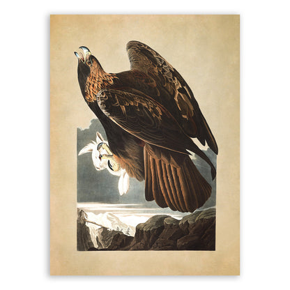 Golden Eagle Bird Print, Vintage Style Audubon Birds Of America Illustration, AOB174