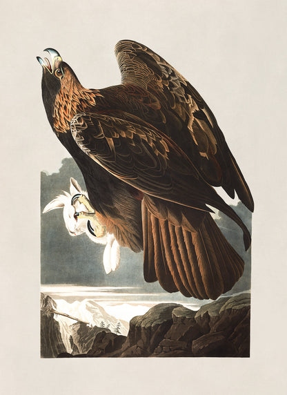 Golden Eagle Bird Print, Vintage Style Audubon Birds Of America Illustration, AOB174