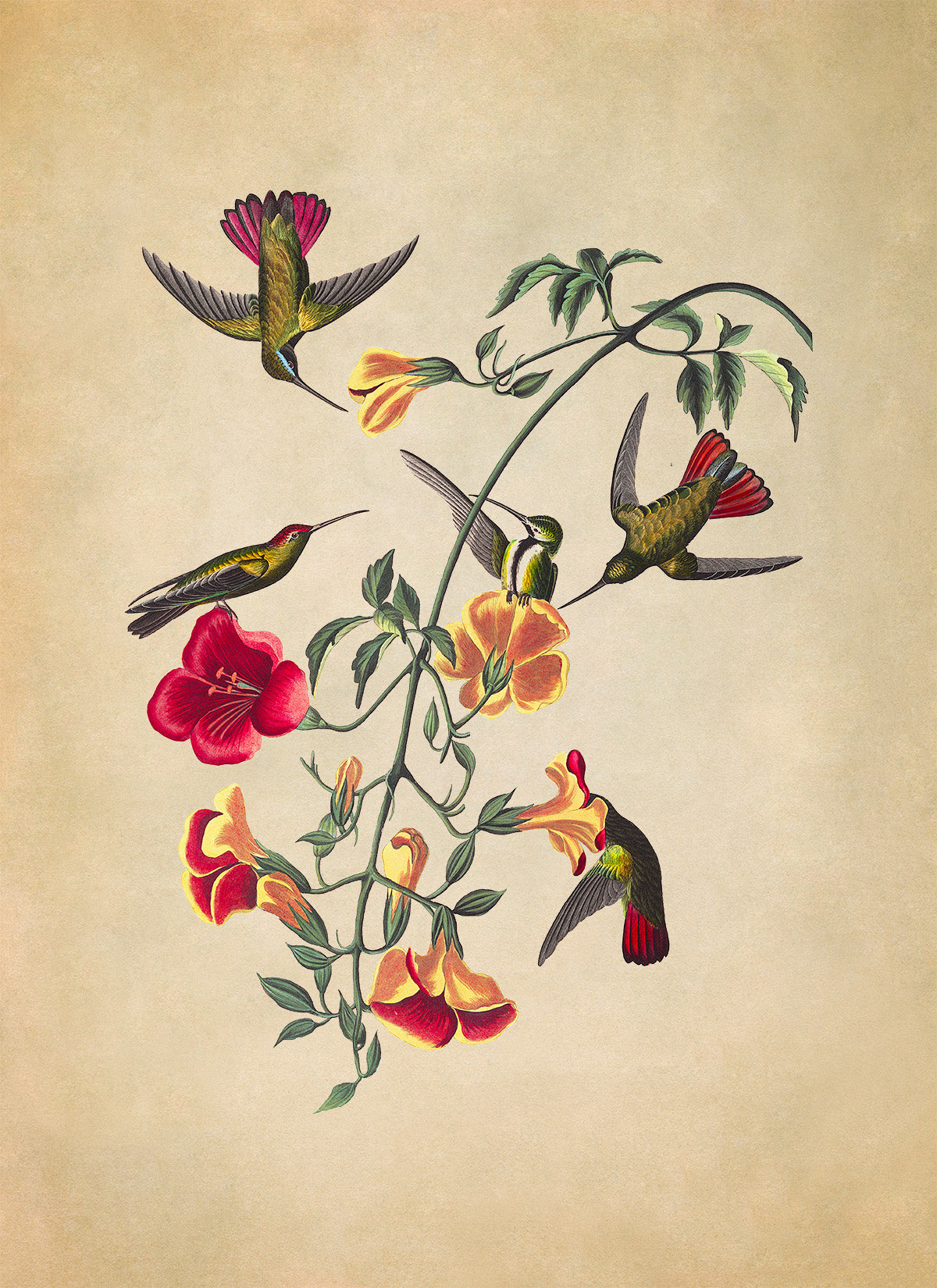 Mango Hummingbird Print, Vintage Style Audubon Birds Of America Illustration, AOB177