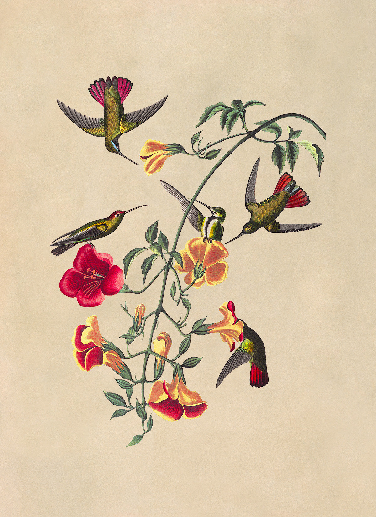 Mango Hummingbird Print, Vintage Style Audubon Birds Of America Illustration, AOB177