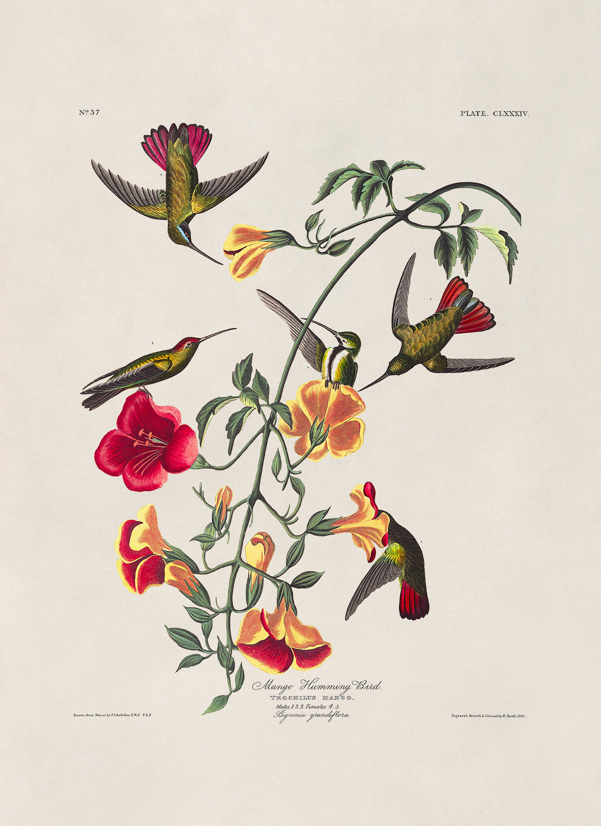 Mango Hummingbird Print, Vintage Style Audubon Birds Of America Illustration, AOB177