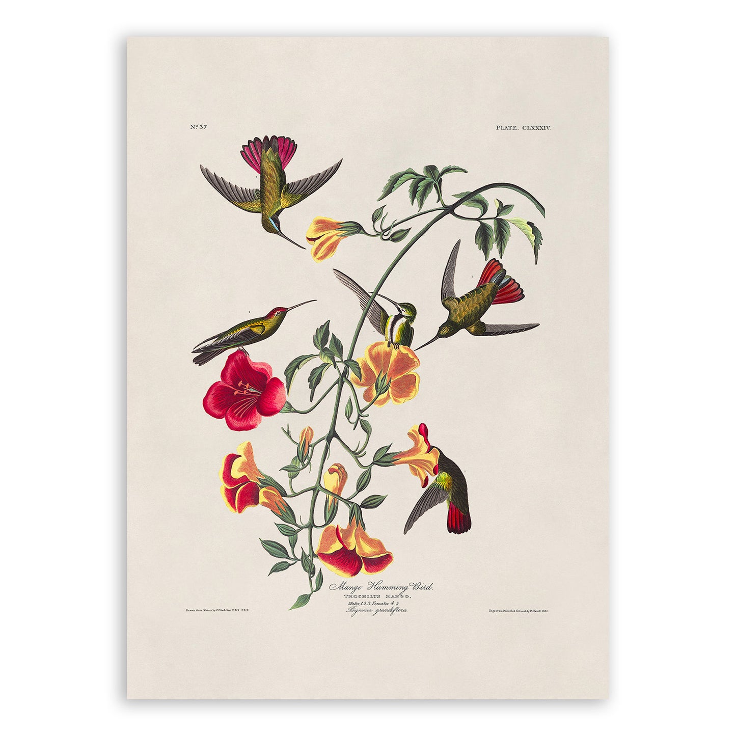 Mango Hummingbird Print, Vintage Style Audubon Birds Of America Illustration, AOB177