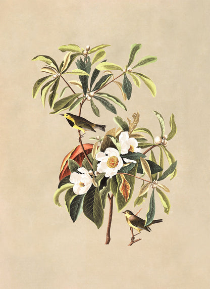 Bachman's Warbler Bird Print, Vintage Style Audubon Birds Of America Illustration, AOB178