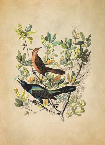 Boat Tailed Grackle Bird Print, Vintage Style Audubon Birds Of America Illustration, AOB179