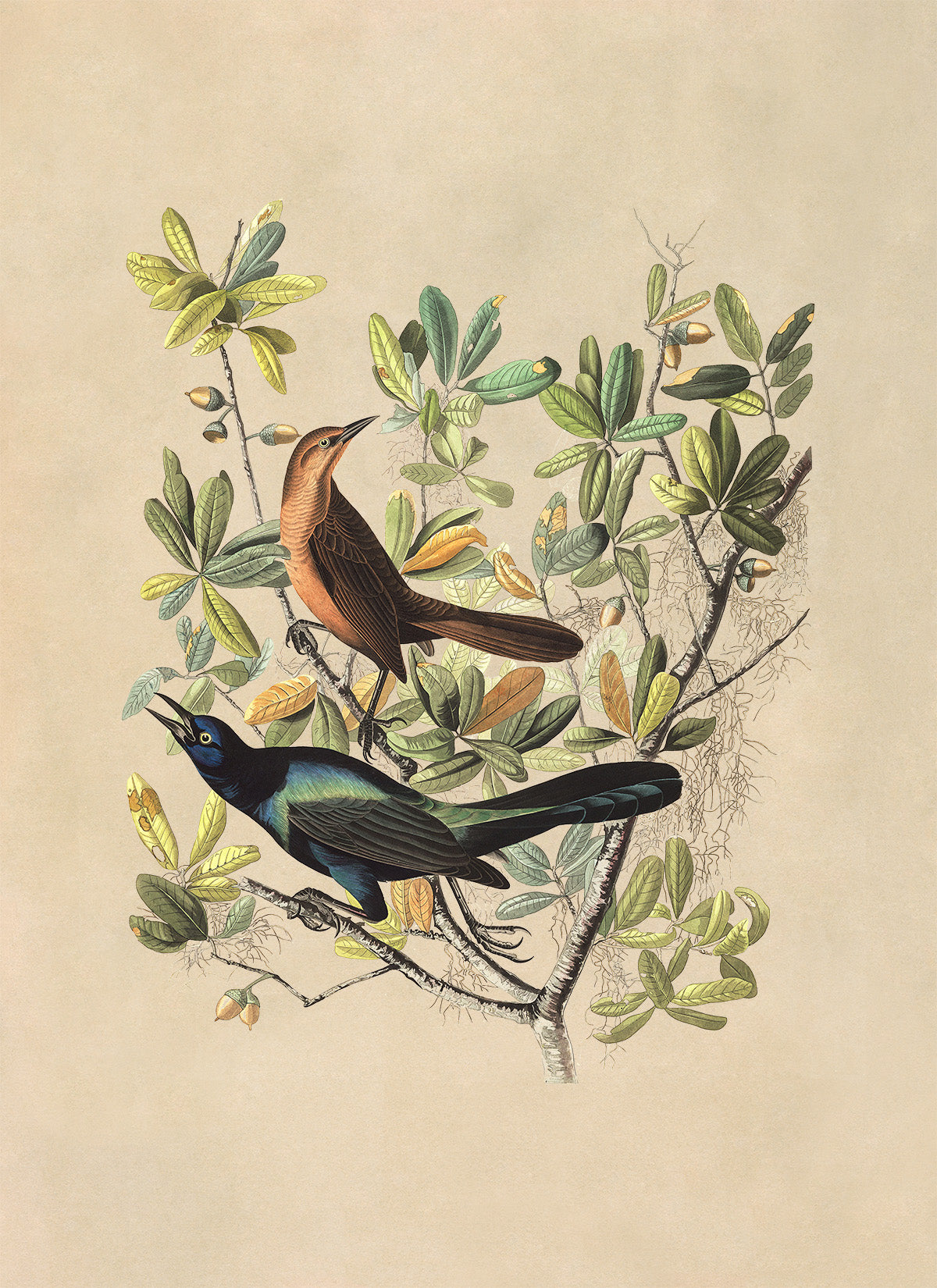 Boat Tailed Grackle Bird Print, Vintage Style Audubon Birds Of America Illustration, AOB179