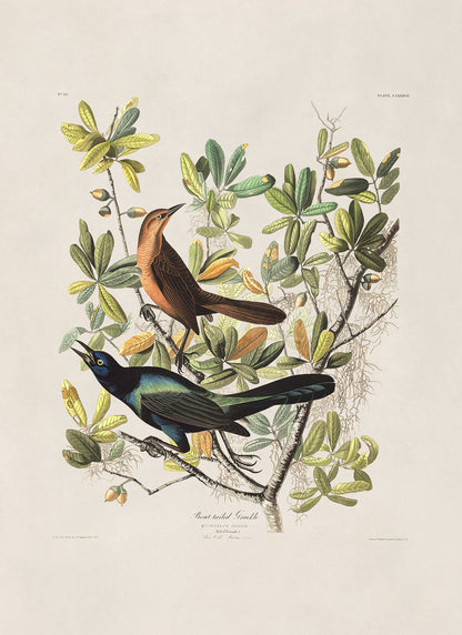 Boat Tailed Grackle Bird Print, Vintage Style Audubon Birds Of America Illustration, AOB179