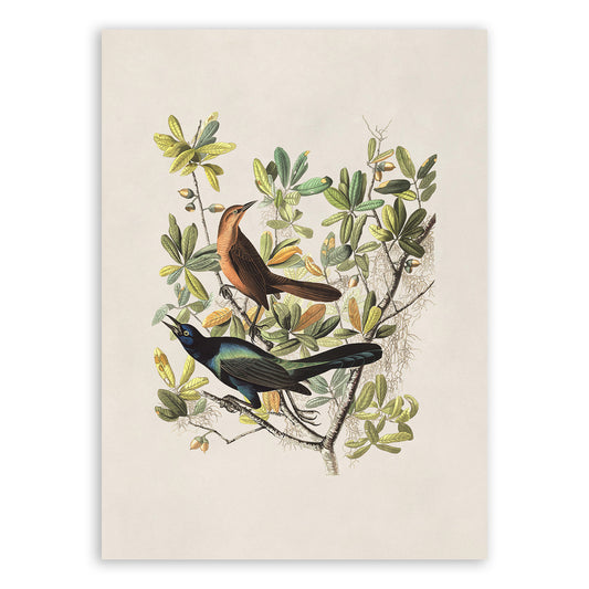 Boat Tailed Grackle Bird Print, Vintage Style Audubon Birds Of America Illustration, AOB179