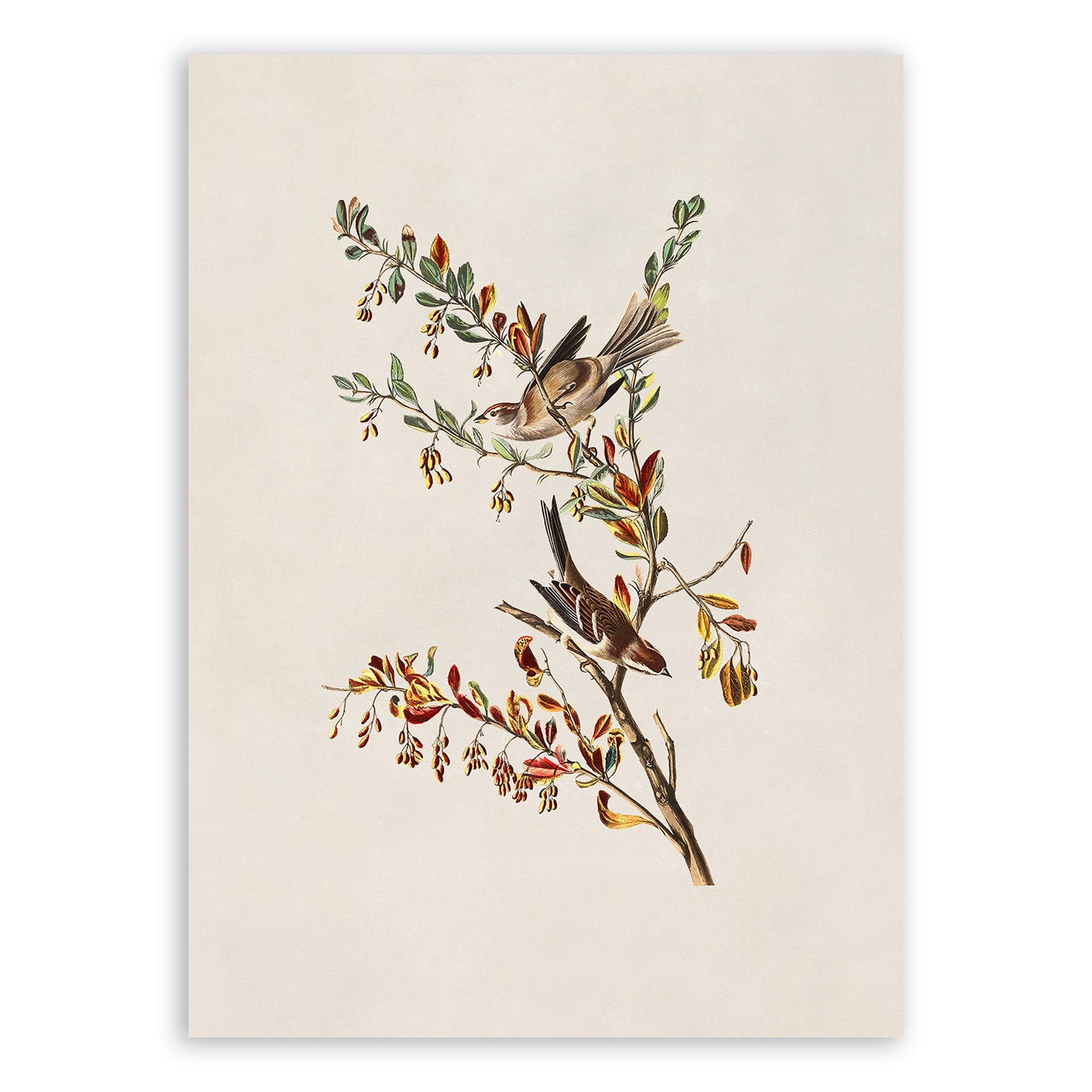 Tree Sparrow Bird Print, Vintage Style Audubon Birds Of America Illustration, AOB180